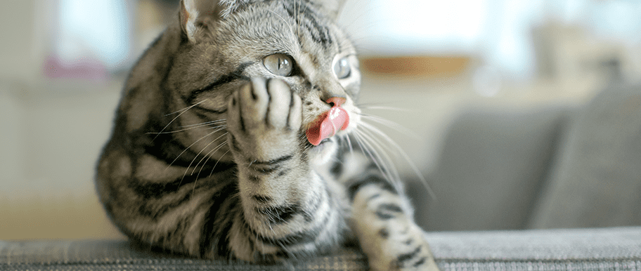 chat tire la langue